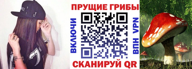 Купить  Ковров  Псилоцибиновые грибы мицелий 
